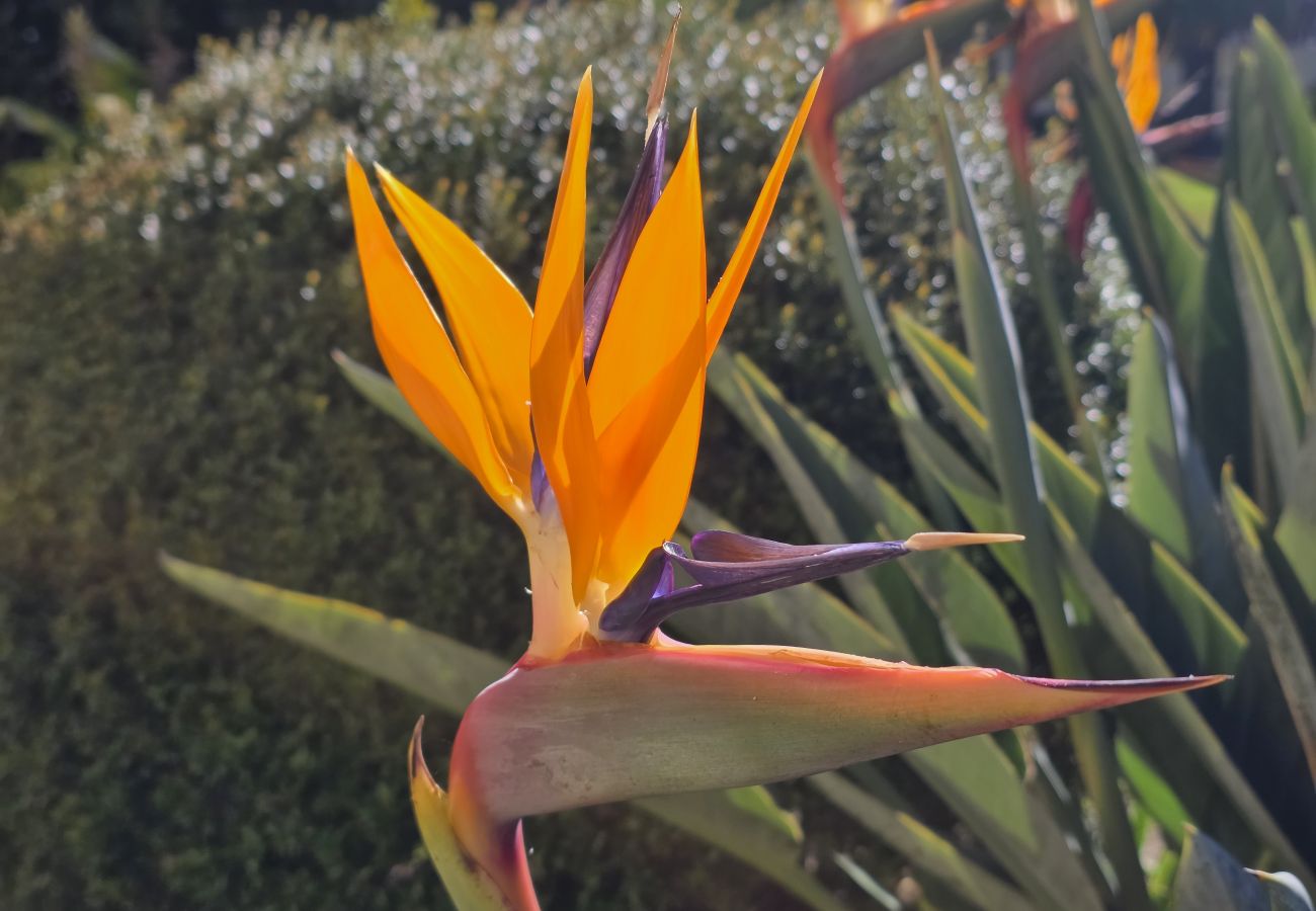 Apartment in Vilamoura - Barca do Lago Oásis by SAPvillas